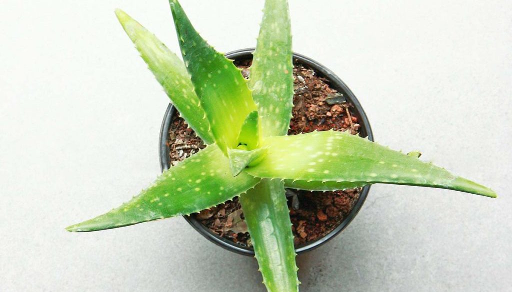 02-aloe